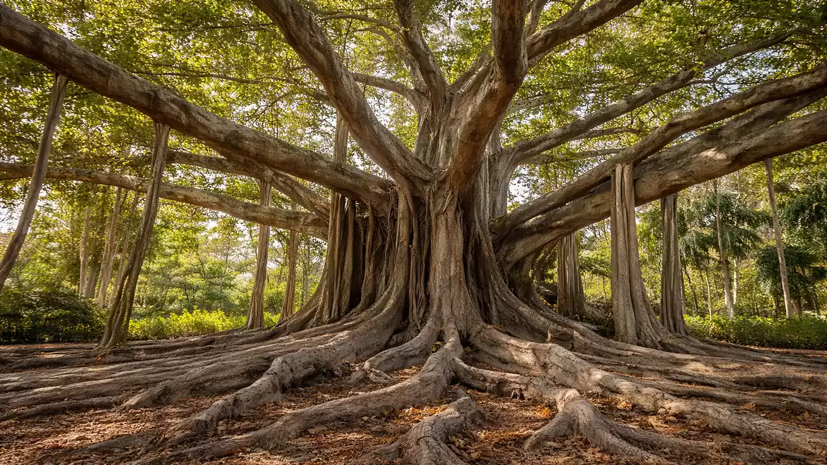 An impressive old tree with sprawling roots standing in a dense forest, bathed in sunlight.