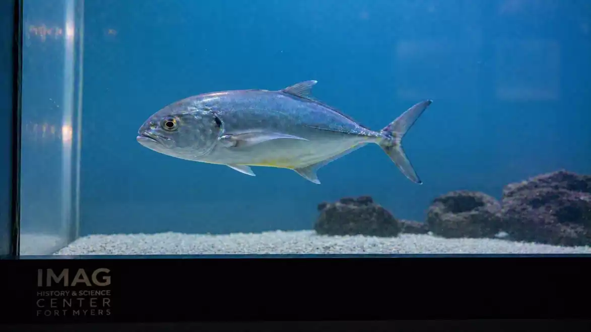 A single fish swims in an aquarium with a blue background and some rocks at the bottom.