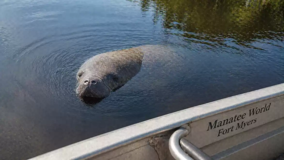 A manatee swimming next to a boat in Fort Myers, Manatee World.