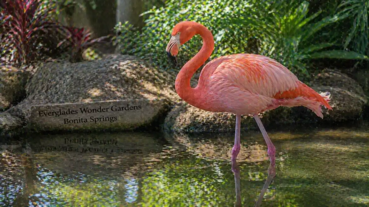A flamingo stands in water against a backdrop of plants and rocks in the Everglades Wonder Gardens in Bonita Springs.
