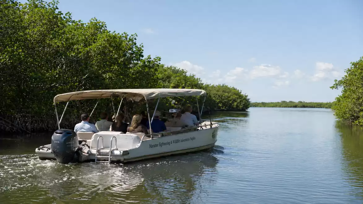Small motorboat with tourists navigates through a mangrove channel in sunny weather.