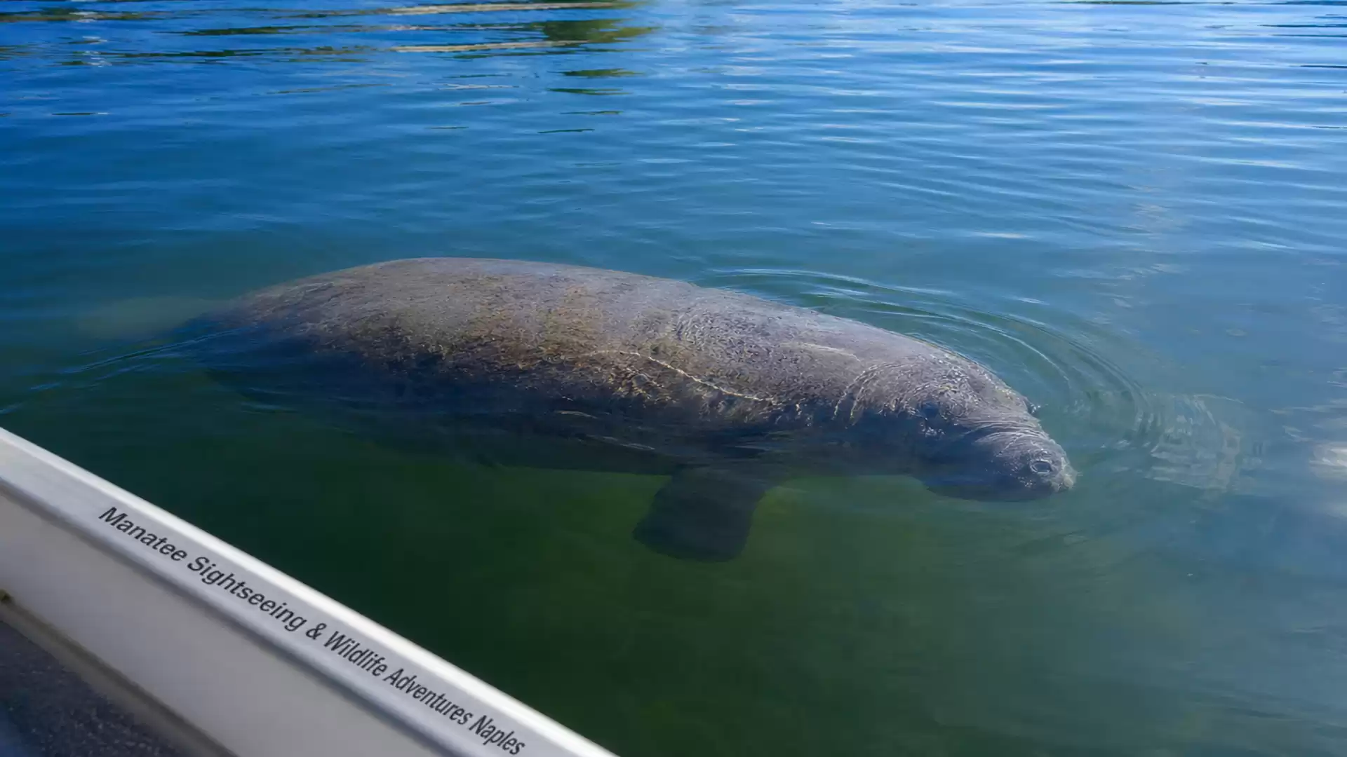 A manatee swims in the clear water of a river next to a boat.