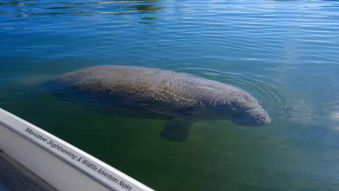 A manatee swims in the clear water of a river next to a boat.