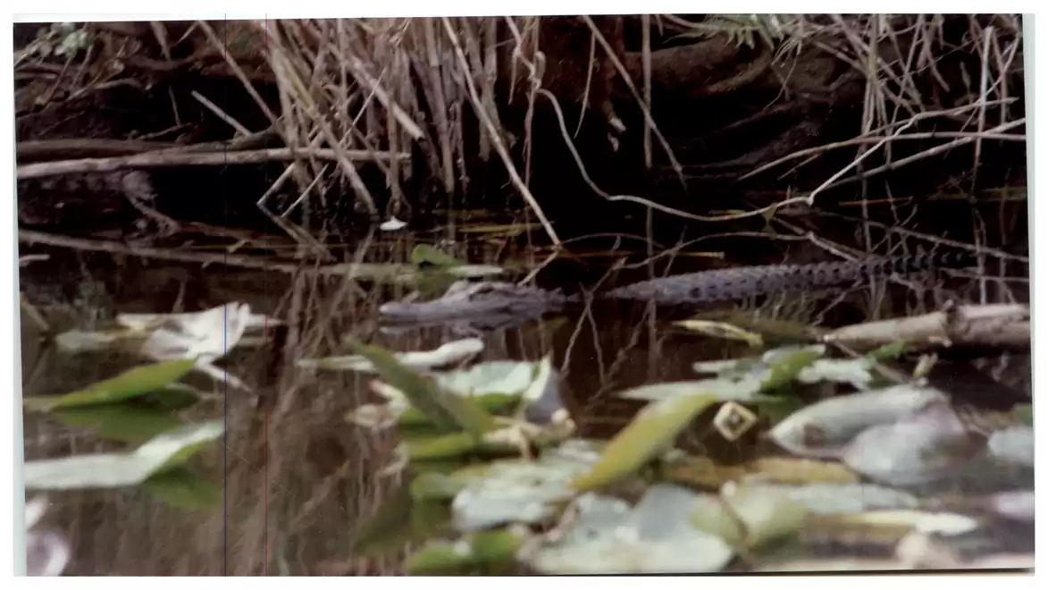 A crocodile lies hidden among dense reeds in a calm body of water with green aquatic plants.