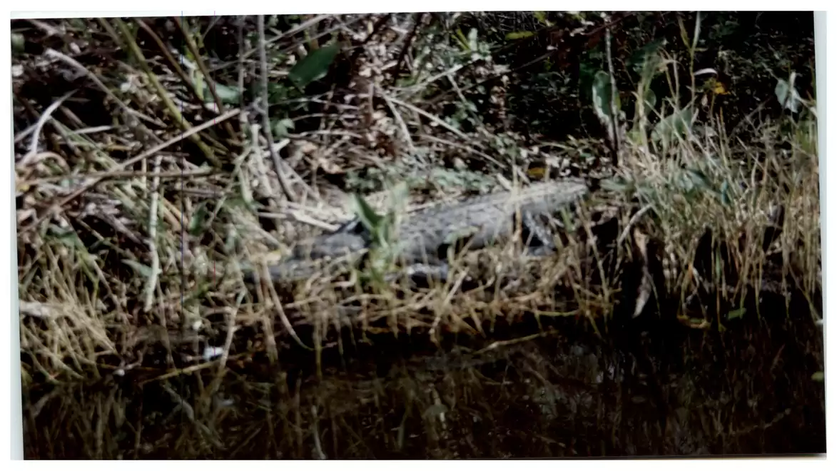 A crocodile is hidden at the riverbank, surrounded by dense vegetation.