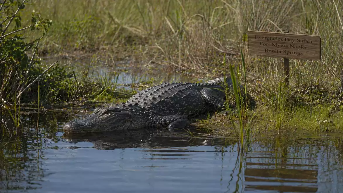 A large alligator lies by the edge of a water body, surrounded by grass and plants. A warning sign is next to it.