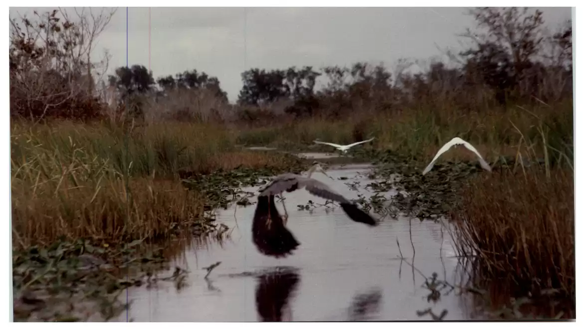 Marshland with birds flying over a stream, surrounded by grasses and trees in the background.
