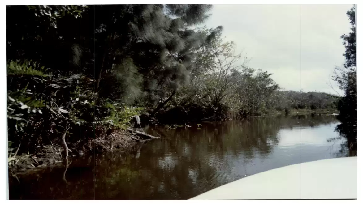A serene river flowing through a dense, green forest. The reflection of trees is seen in the clear water. The sky is partly cloudy.