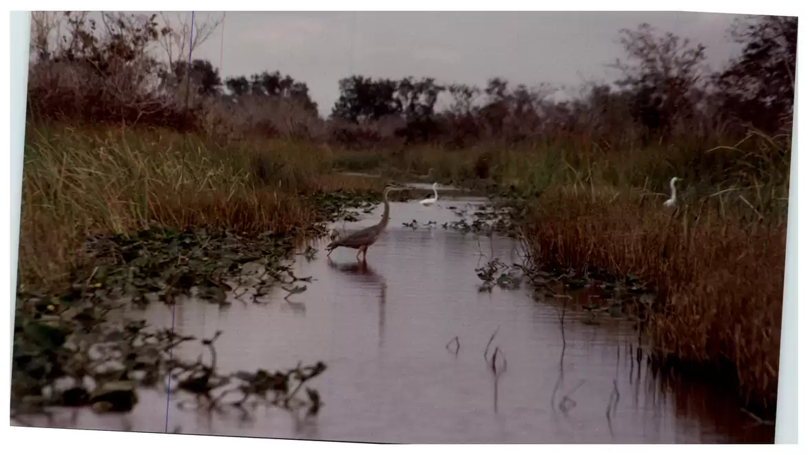 A tranquil marshland with birds in the water and grass on the banks under a cloudy sky.