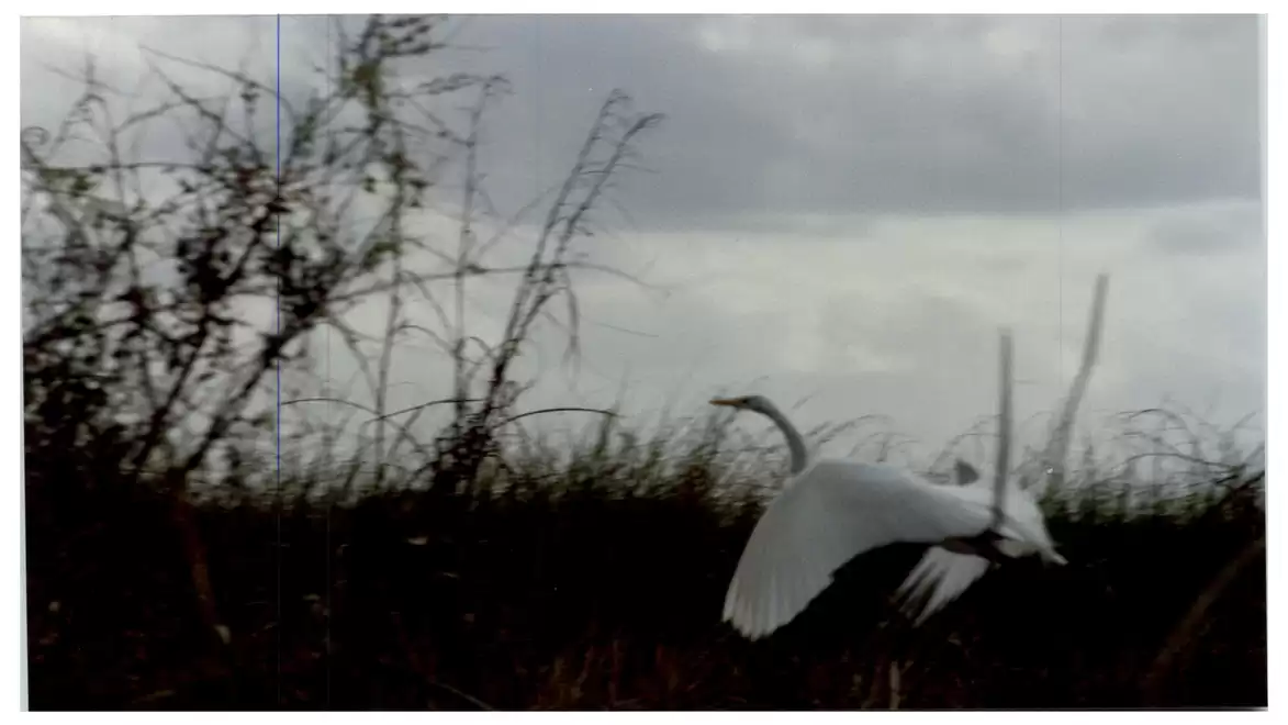 A white stork flies over a meadow surrounded by tall grass and cloudy skies.