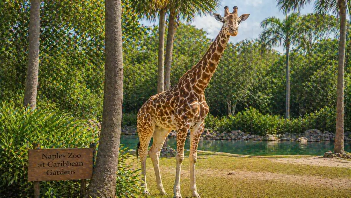 A giraffe stands outdoors at the Naples Zoo, surrounded by trees and a sign indicating the zoo's location.