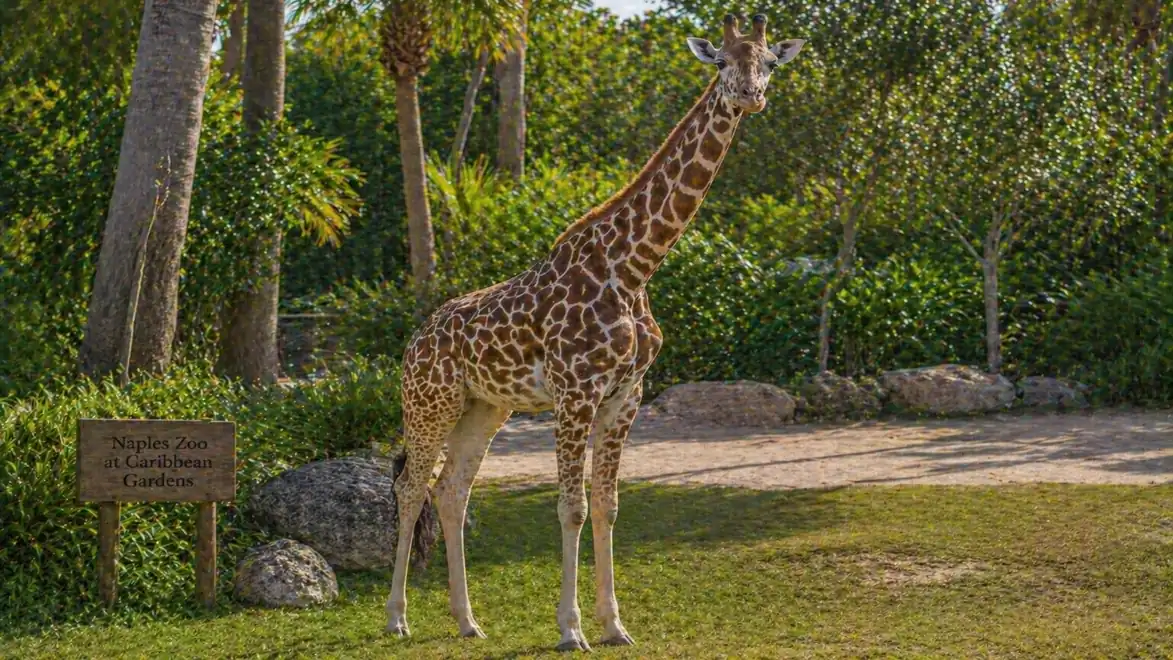 A giraffe stands on a lawn in the zoo, surrounded by trees with a sign on the left side.