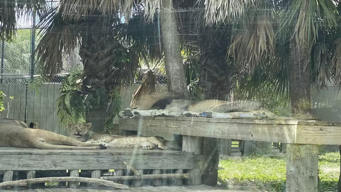 Lions in a zoo resting on a wooden platform and the ground under trees.