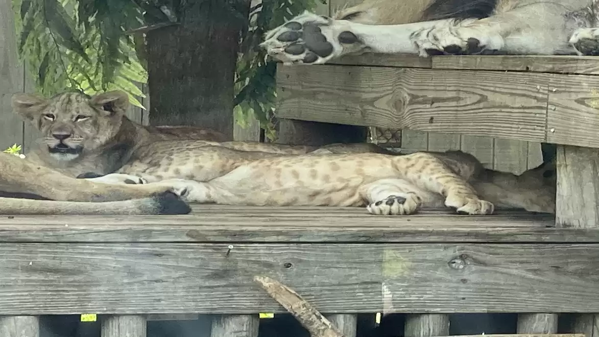 Lions resting on a wooden platform in a natural enclosure.