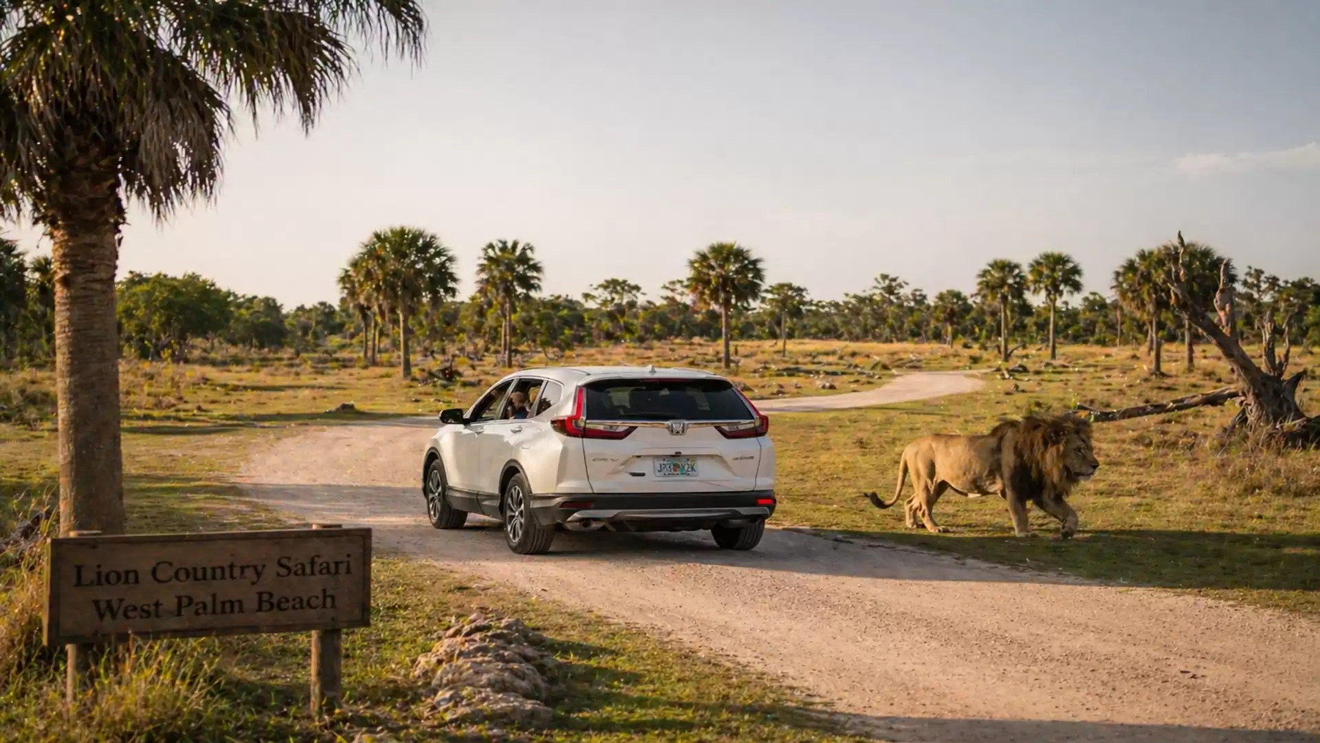 A white car drives on a sandy road in a safari park in West Palm Beach, while a lion walks beside it. Palm trees and open landscape in the background.