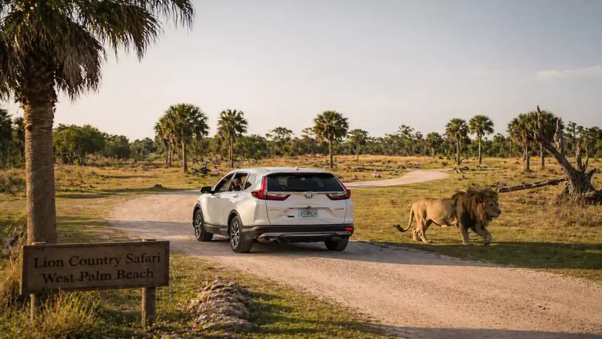 A white car drives on a sandy road in a safari park in West Palm Beach, while a lion walks beside it. Palm trees and open landscape in the background.