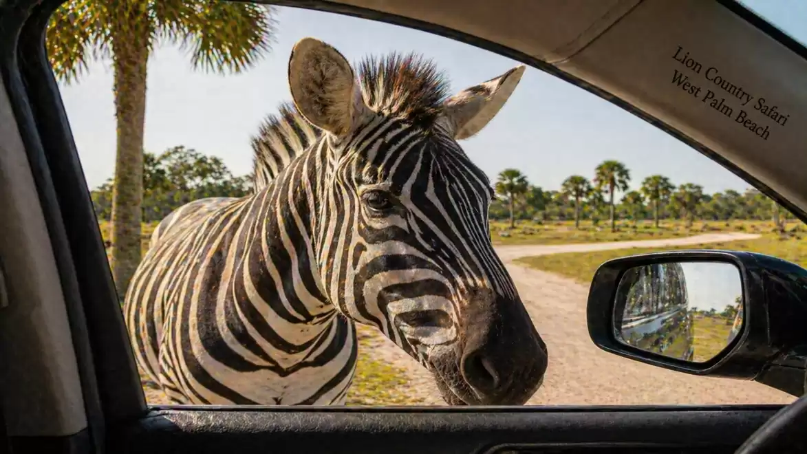 A zebra looks through the open car window in a safari setting.