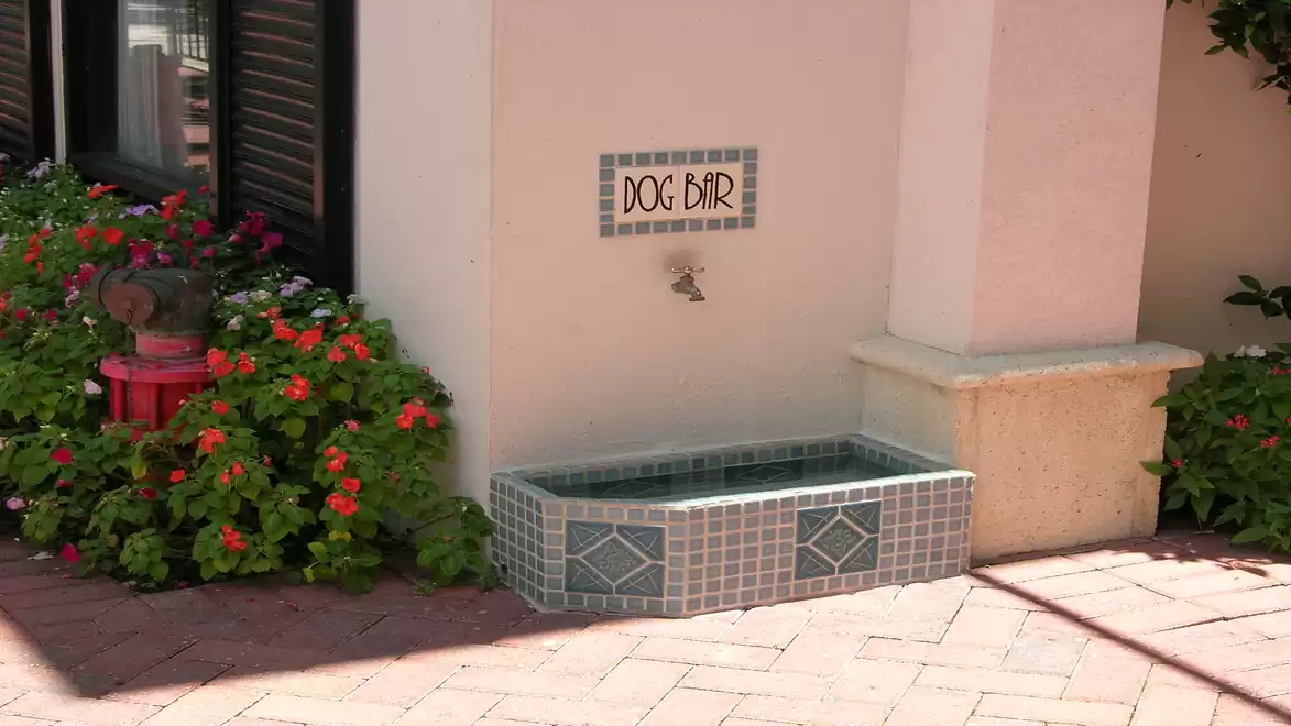 Dog drinking fountain next to a planted area with flowers, sign reading 'Dog Bar' above the fountain.
