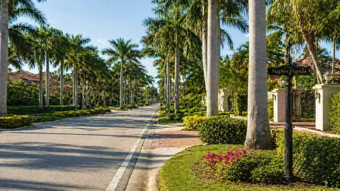 Palm tree-lined street in a residential area under clear skies, a concrete road with well-kept greenery, depicting a luxurious residential district.