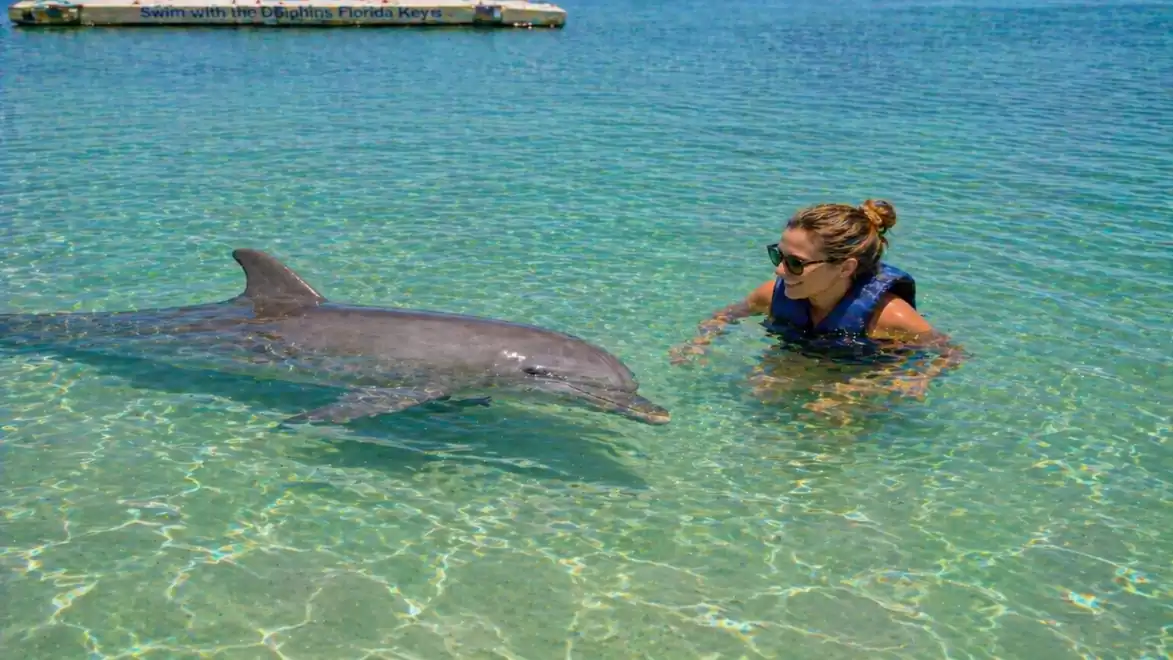 A woman swims in clear, turquoise water interacting with a dolphin. She is wearing a life jacket and the sunny weather adds a cheerful atmosphere to the image.