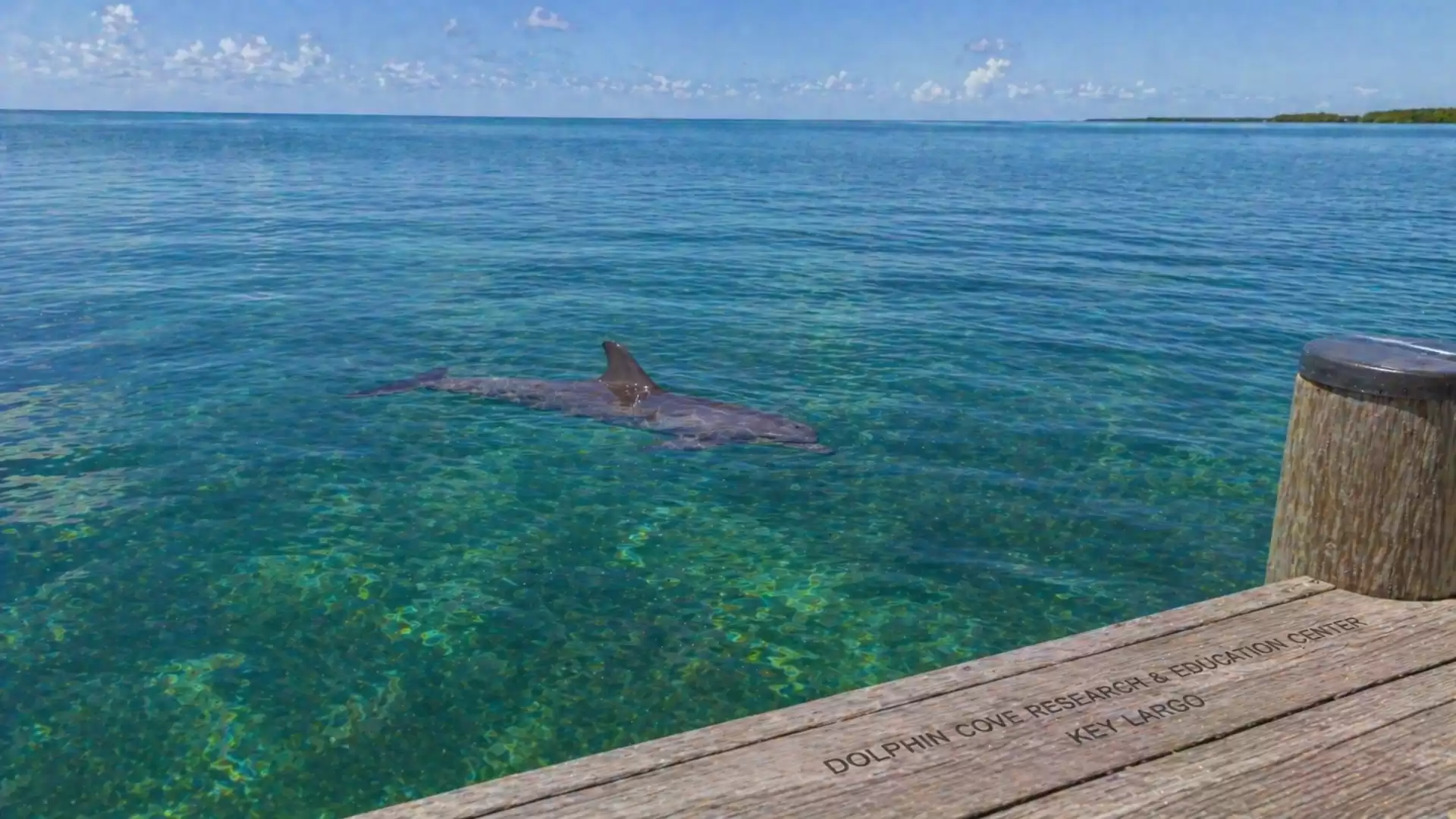 A dolphin swims near a wooden platform in the clear, blue ocean water at Key Largo. The sky is clear and blue with a few clouds.