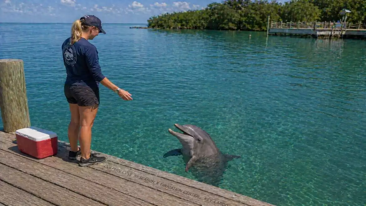A woman on a wooden pier feeds a dolphin in clear, blue water, with lush vegetation in the background.