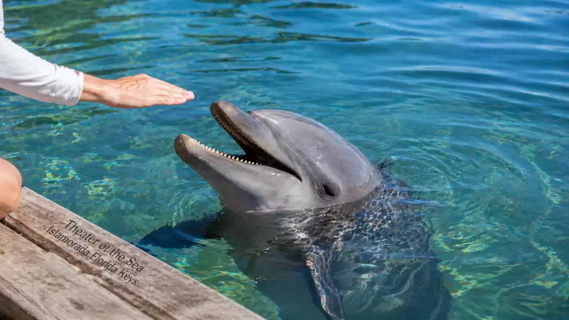A dolphin in clear water lifts its head out of the water as a human arm reaches towards it.
