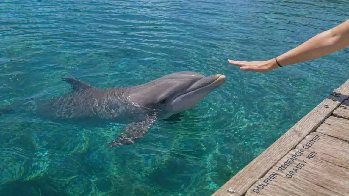 A dolphin swims near a dock while a hand is outstretched as if to touch the animal.