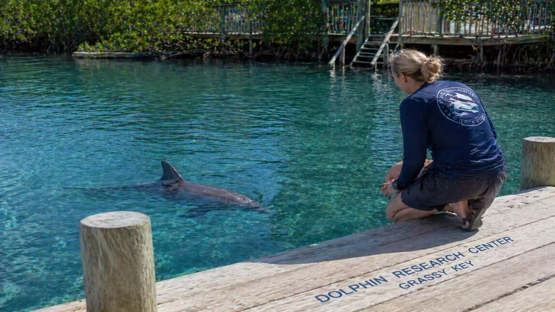 Person kneeling on a dock, observing a dolphin in clear water.