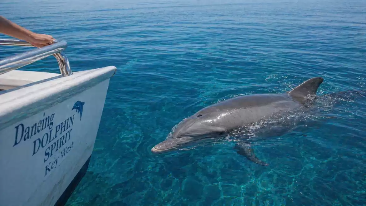 A dolphin swims next to a boat in the open sea.