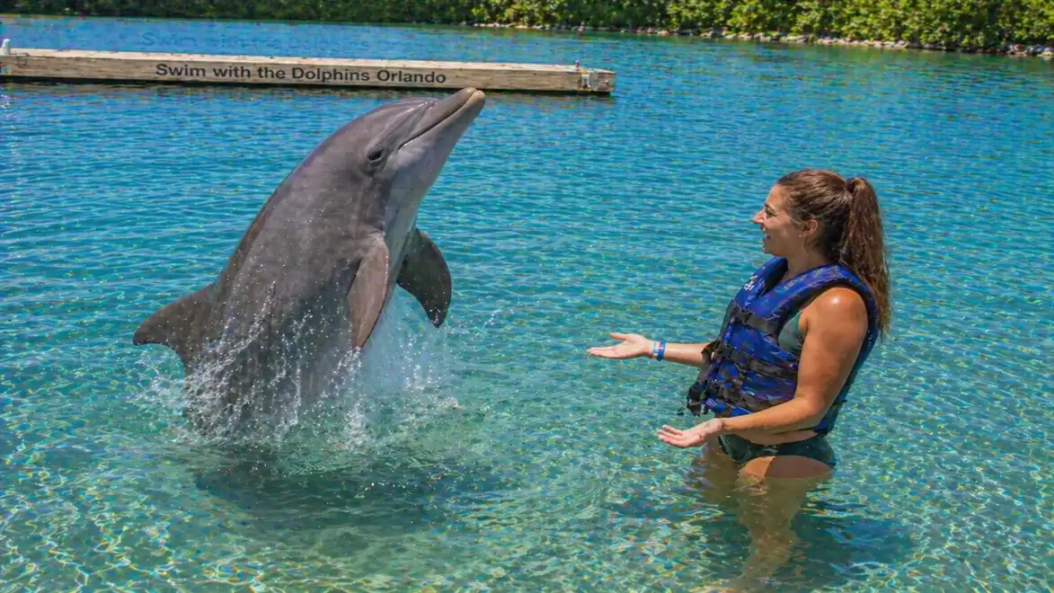A woman in a blue life jacket playing with a jumping dolphin in clear blue water.