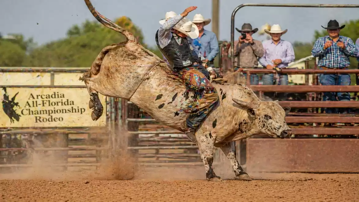 A cowboy rides a wild, bucking bull at a rodeo in Florida. The background shows spectators in cowboy hats watching intently.