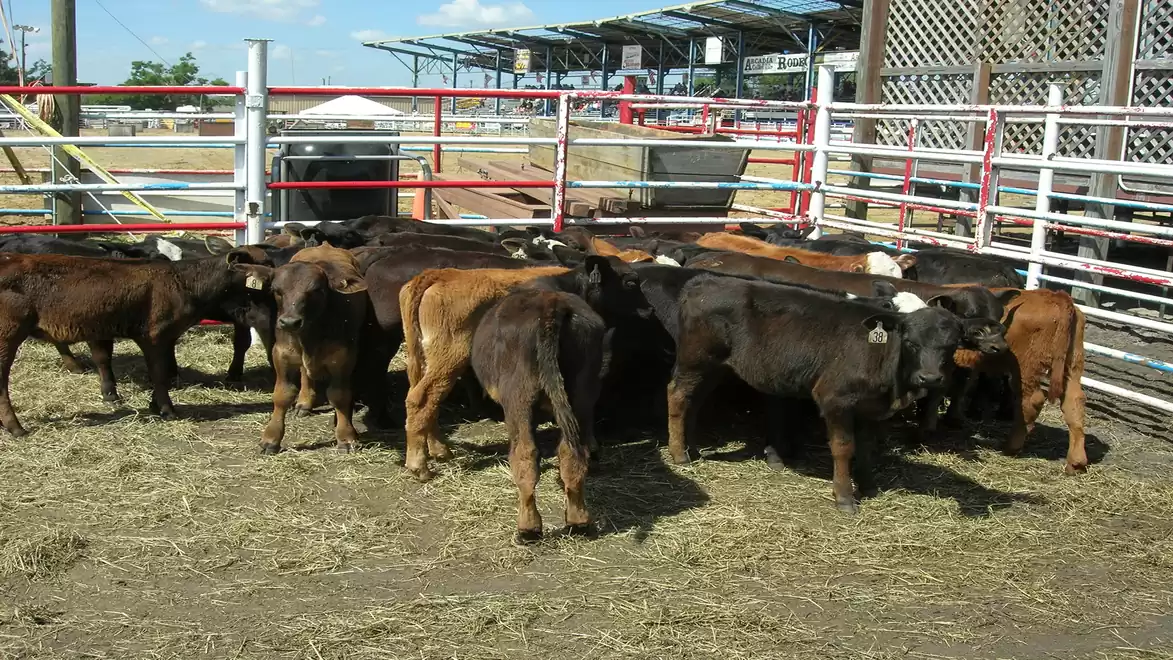 A group of calves is in a fenced area on a field with a covered stand in the background.