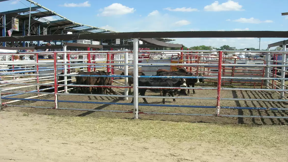 View of a livestock pen with several fenced areas and cattle at a fair or market. The sky is clear and blue.