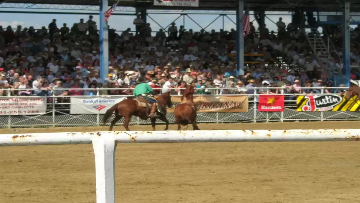 Rodeo event featuring a rider on a brown horse in the arena, surrounded by many spectators in the stands.