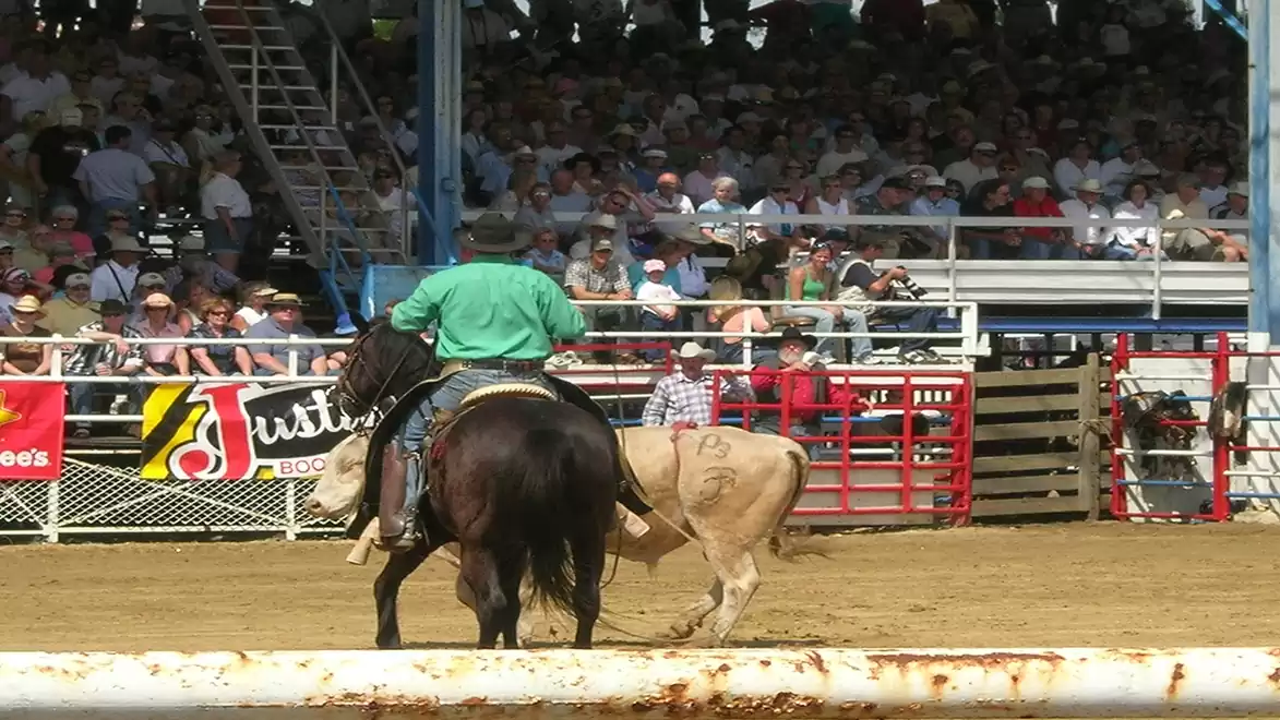 A rodeo event with a rider in a green shirt on a brown horse and a bull in the arena. In the background, spectators are seen in the stands.
