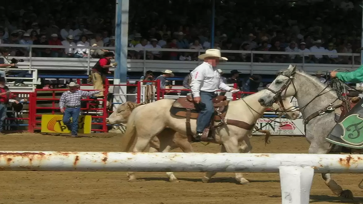 A man wearing a cowboy hat rides a white horse at a rodeo, with a calf running alongside. Bleachers with spectators are visible in the background.