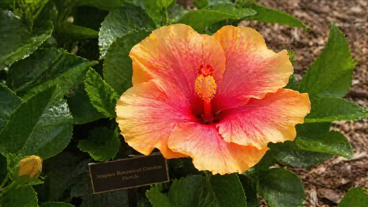 A vibrant hibiscus flower in yellow and pink with green foliage in the background, photographed in the botanical garden.