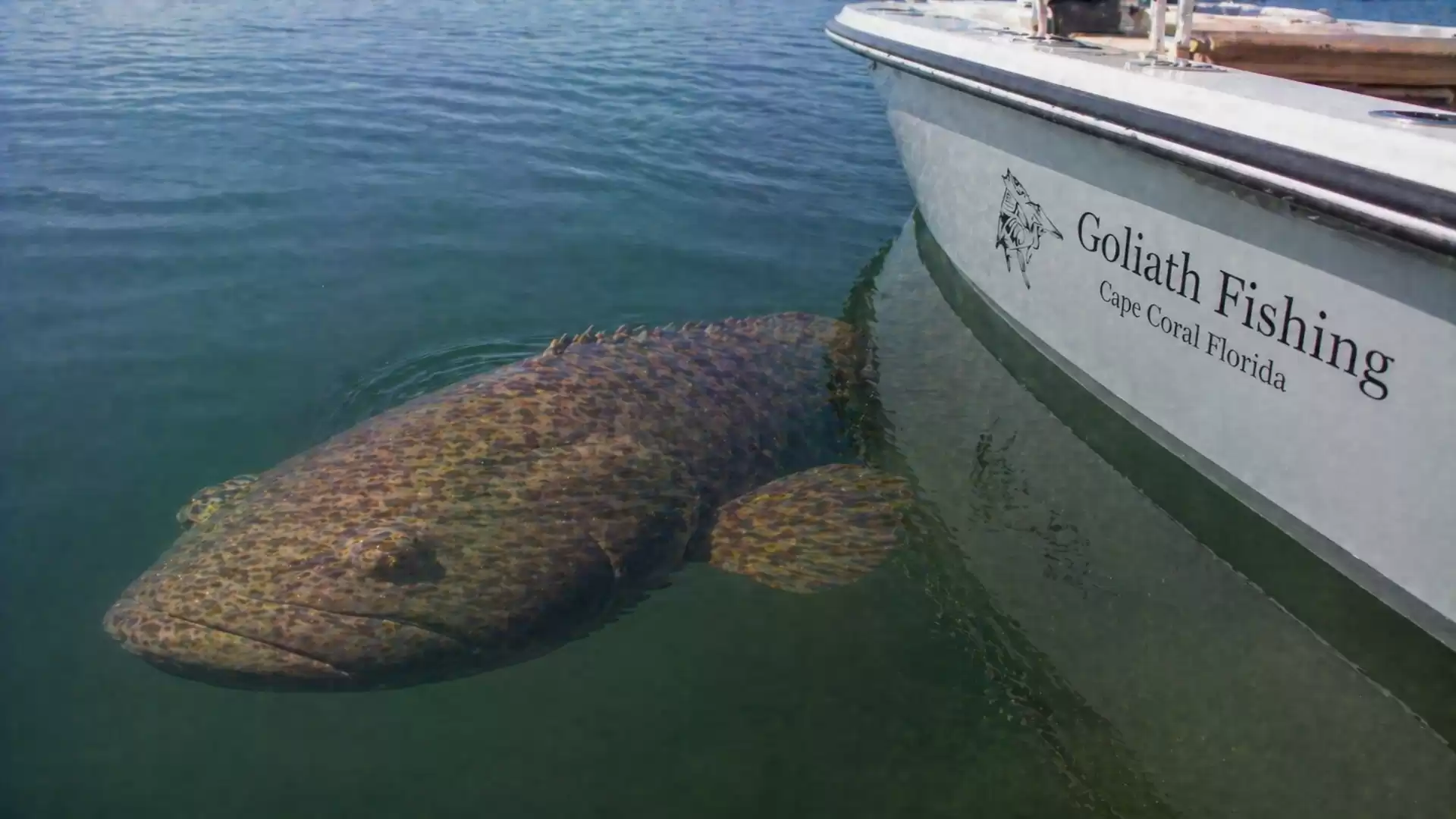 Large grouper swimming next to a boat with the label 'Goliath Fishing Cape Coral Florida'.