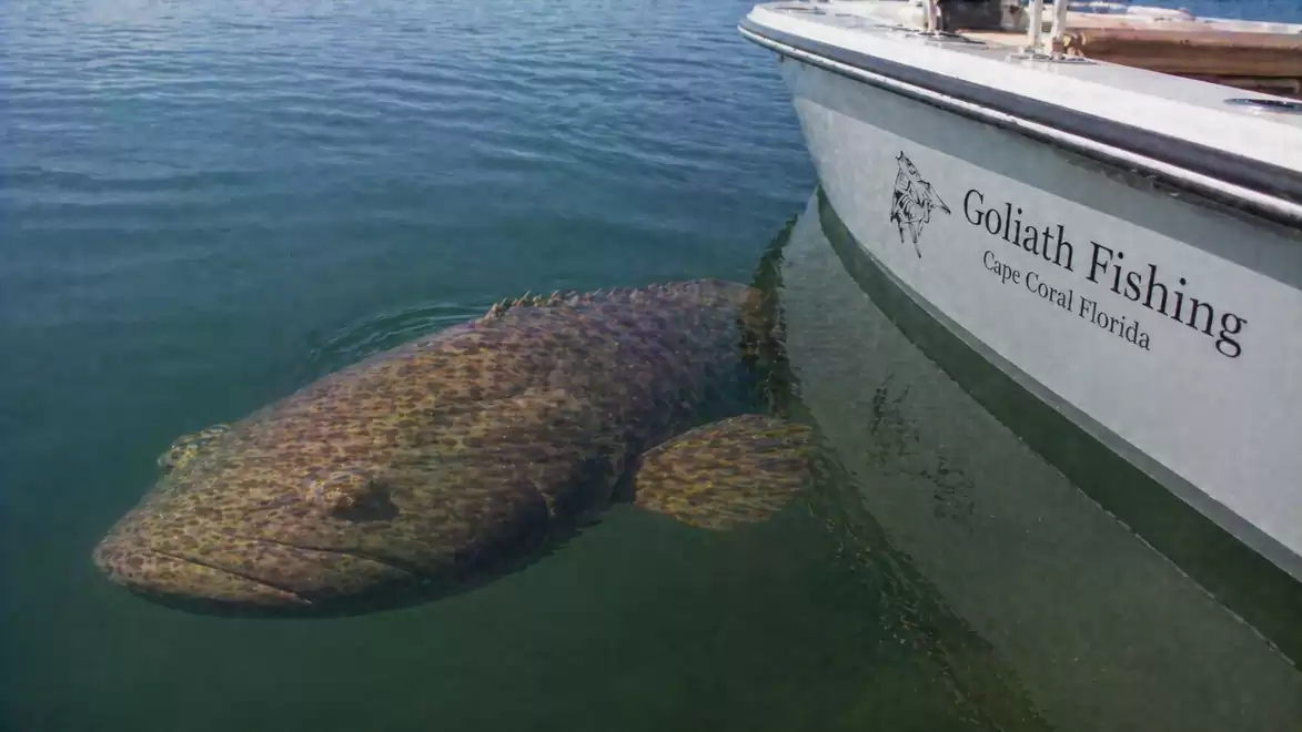 Large grouper swimming next to a boat with the label 'Goliath Fishing Cape Coral Florida'.