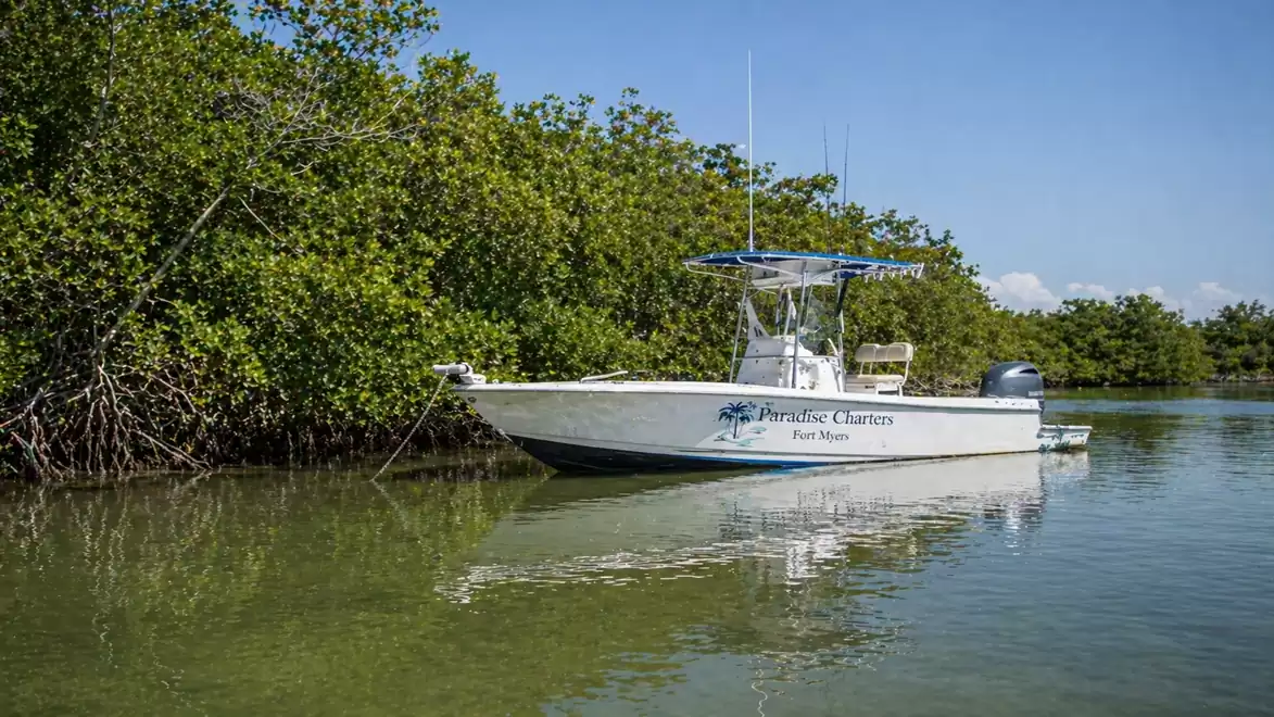 White excursion boat in front of lush green mangrove backdrop on calm water.