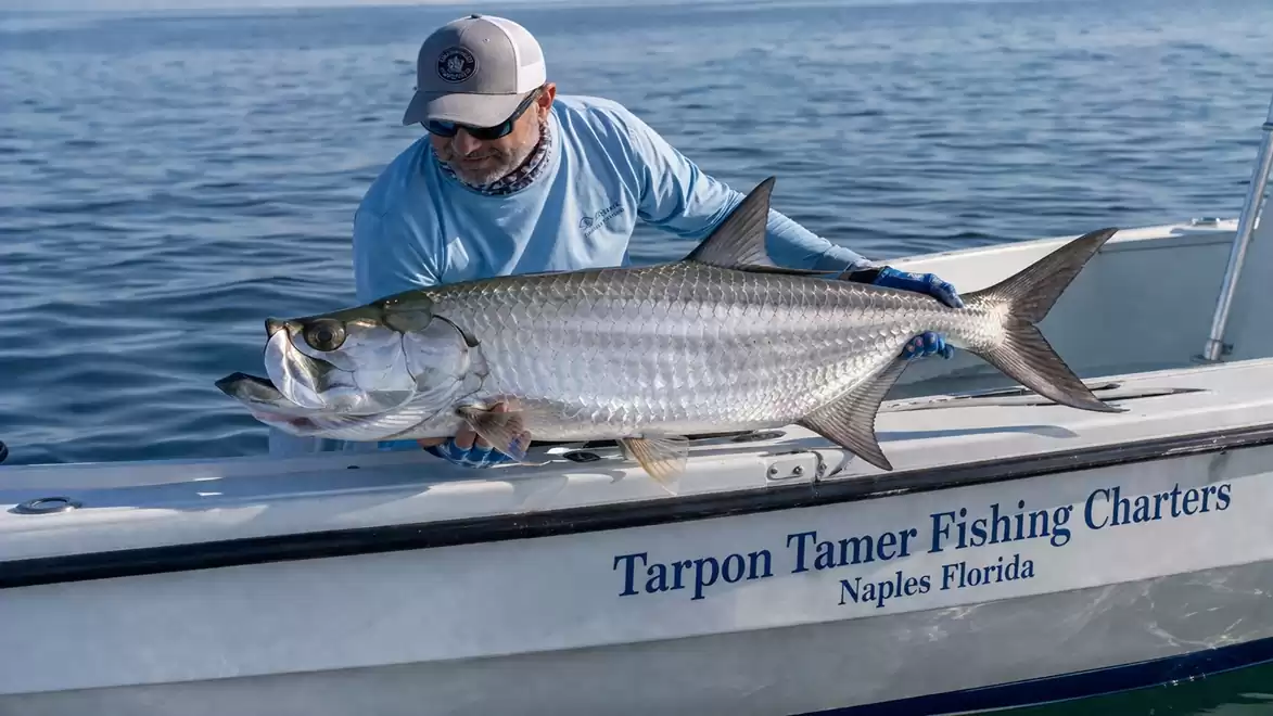 An angler on a boat holds a large tarpon fish and smiles. The boat reads 'Tarpon Tamer Fishing Charters Naples Florida'.