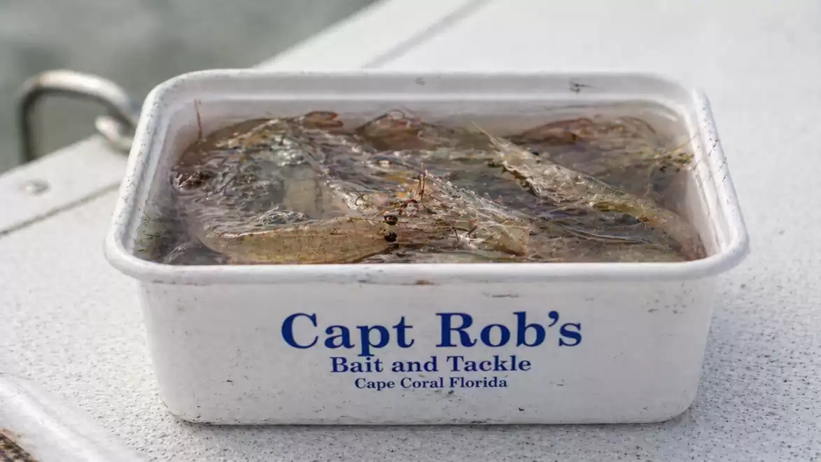A plastic container filled with bait fish, labeled 'Capt Rob's Bait and Tackle Cape Coral Florida', on a boat surface.