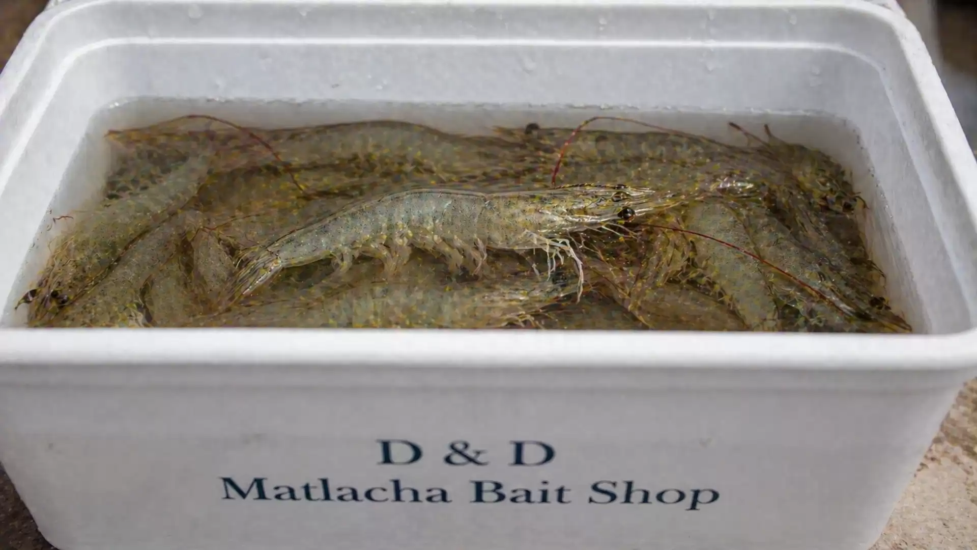 A plastic bucket from Matlacha Bait Shop filled with live shrimp.