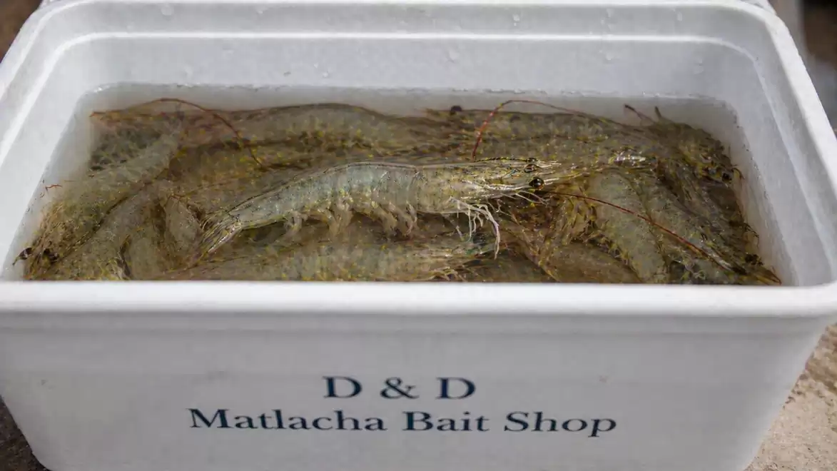 A plastic bucket from Matlacha Bait Shop filled with live shrimp.