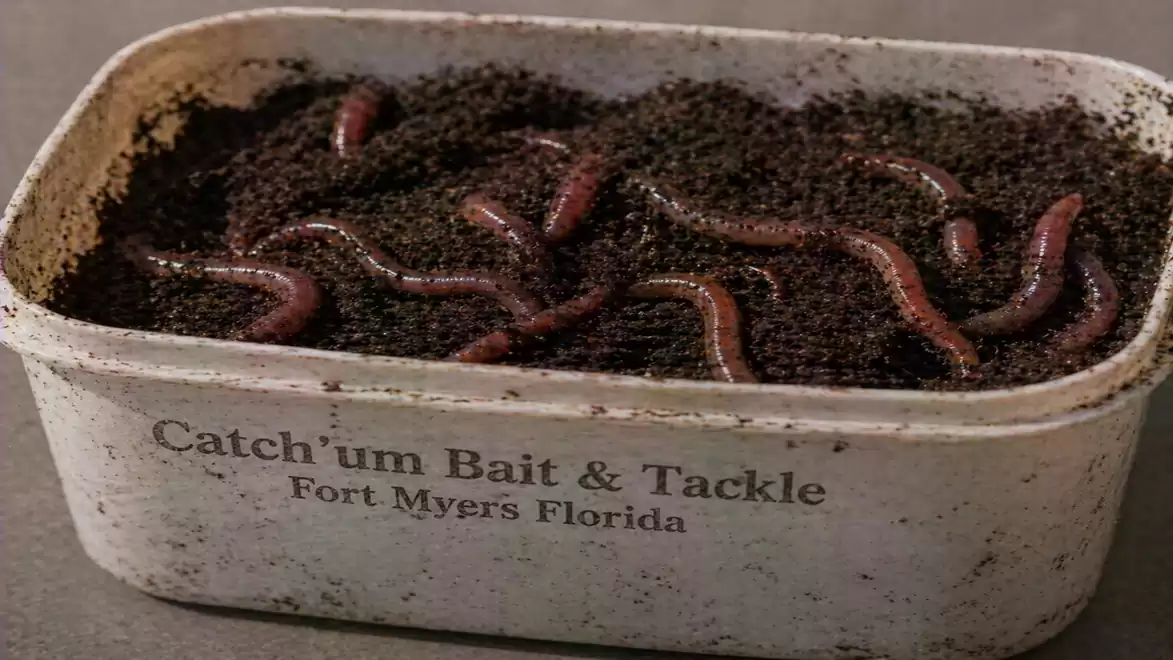 A container of soil containing several worms, labeled 'Catch'um Bait & Tackle Fort Myers Florida'.