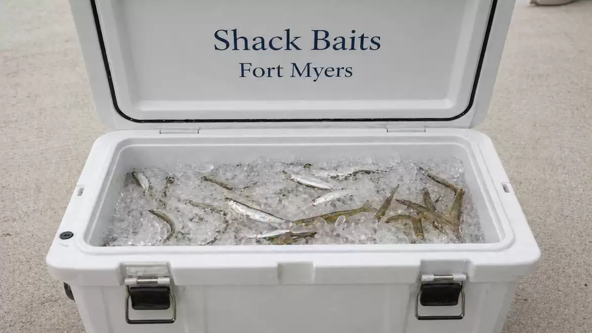 An open cooler labeled 'Shack Baits Fort Myers' filled with ice and several fish.