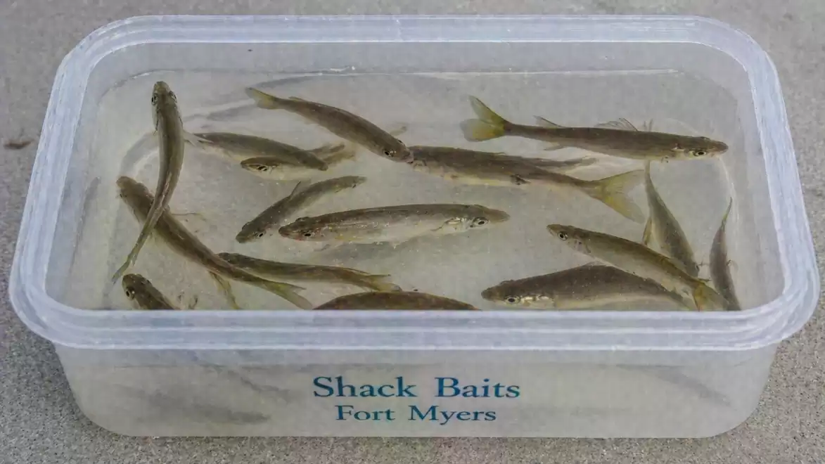 A plastic container with live bait fish in water labeled 'Shack Baits Fort Myers'.