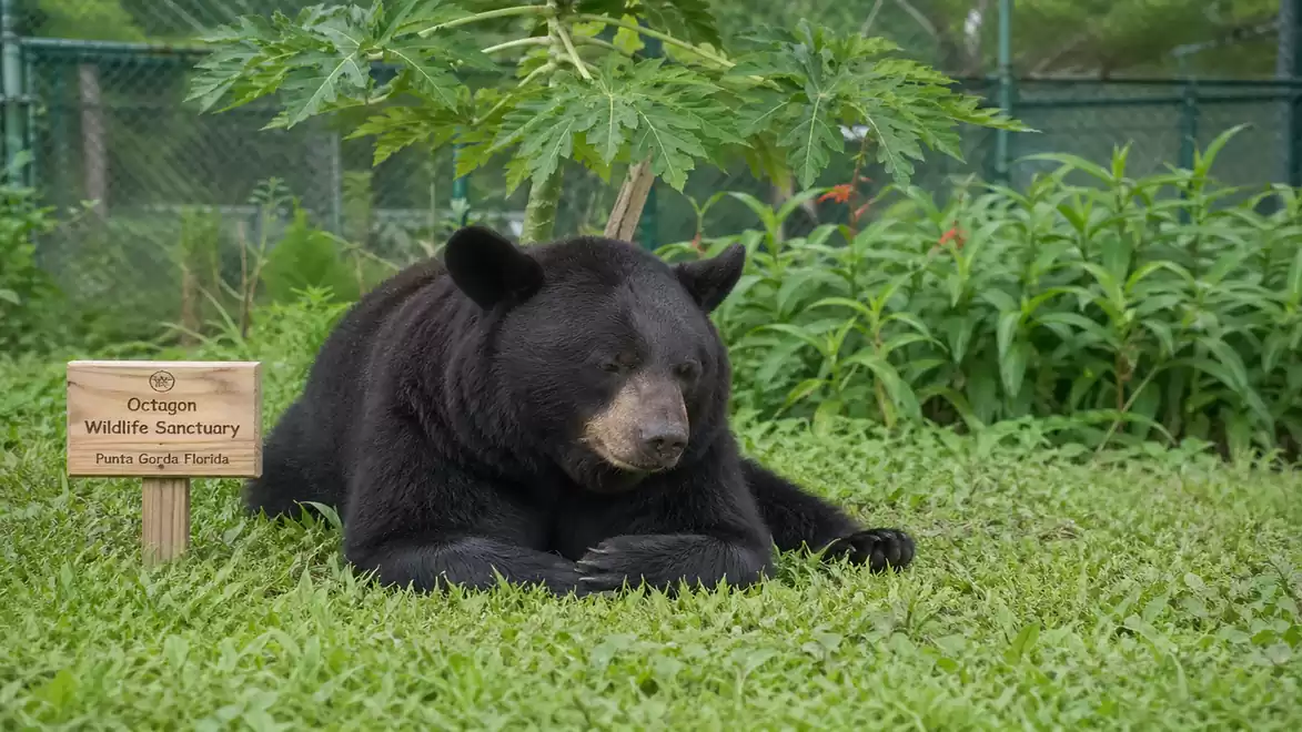 A black bear rests in the lush grass at the Oregon Wildlife Sanctuary, surrounded by green vegetation and a sign.
