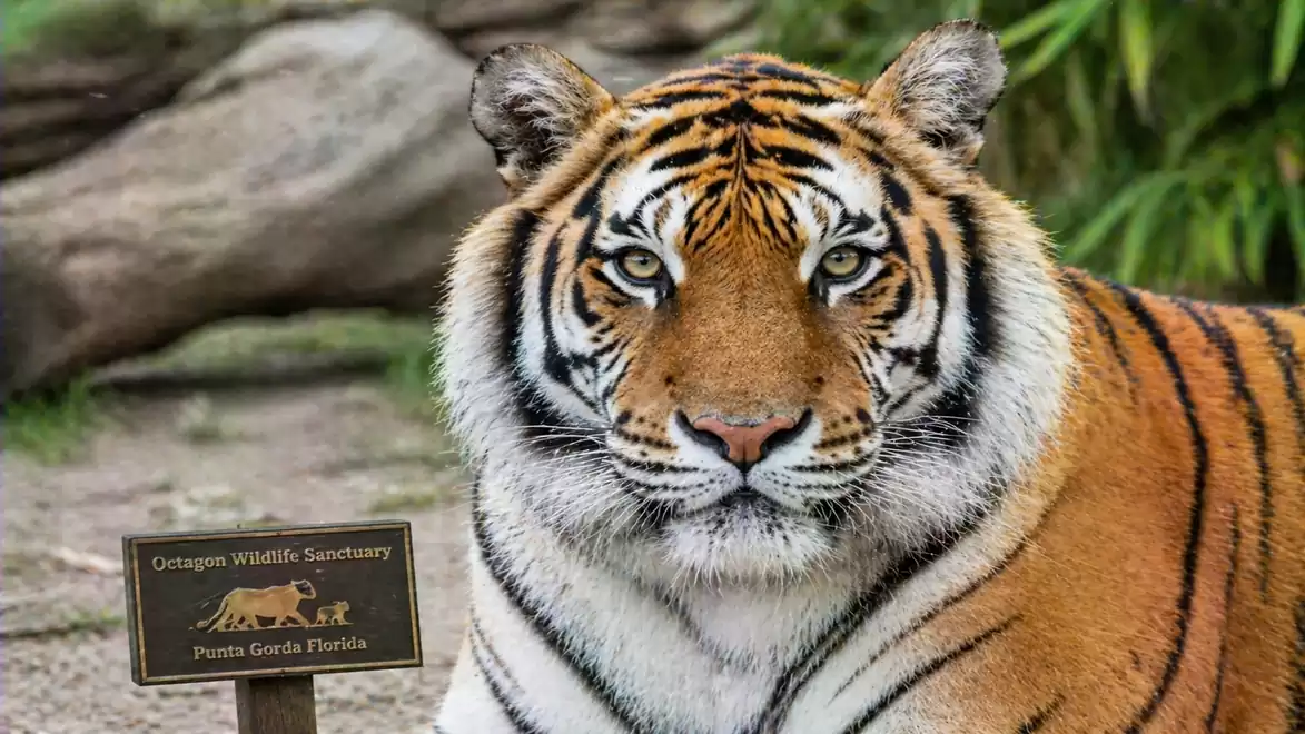 Close-up of a majestic tiger at the Octagon Wildlife Sanctuary in Punta Gorda, Florida, next to a sign.